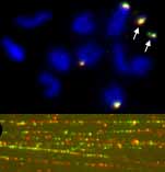 Drosophila chromosomes and DNA fibres with in situ hybridization of two tandemly repeated DNA sequences