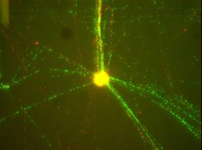 DNA fiber CR 1 copy.jpg