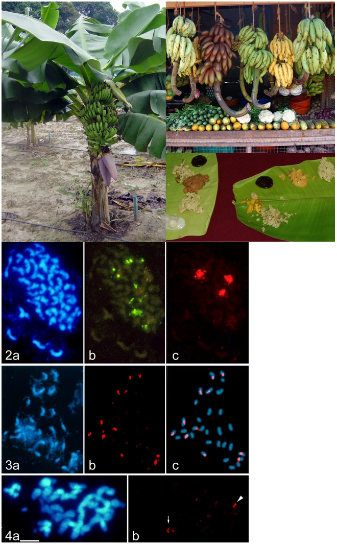 Banana plants, meals and chromosomes