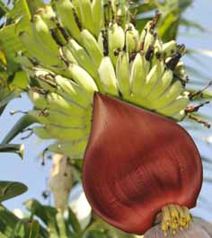 Pisang Awak ABB Banana and male flower - fruit bunch ripening