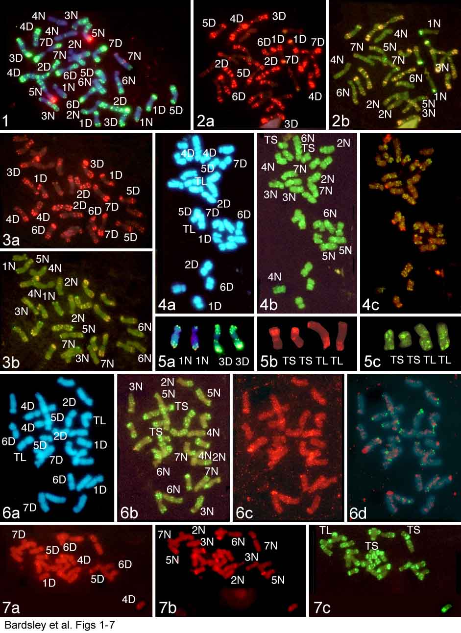 In situ hybridization to Aegilops ventricosa metaphases