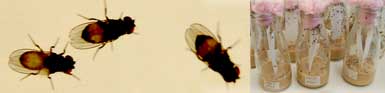 Picture of Drosophila buzzatii cluster flies in culture