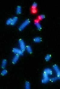 oil palm chromosomes probed with telomeric sequence and NOR probe