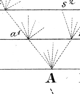 Darwin Phylogenetic Tree