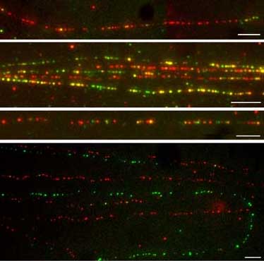 In situ hybridization to spread DNA fibres