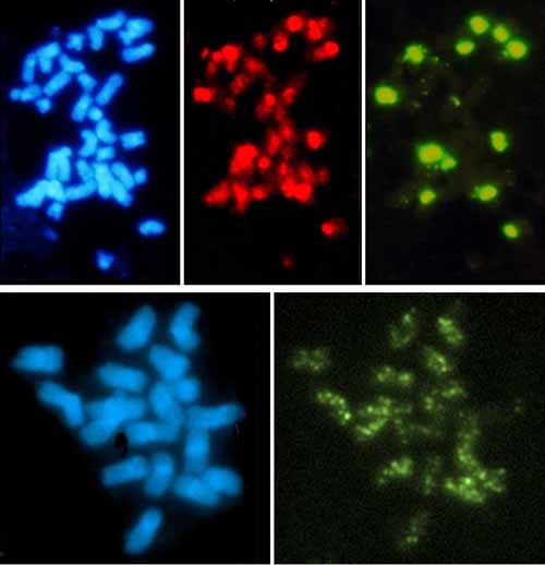 In situ hybridization of SINE and LINE elements to Brassica and Beet