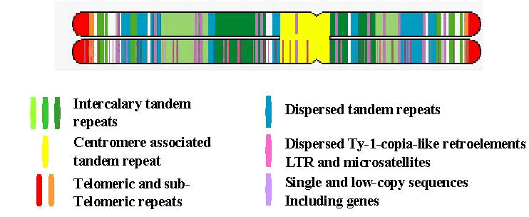 Plant chromosome model