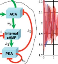 Feedback loops and oscillations