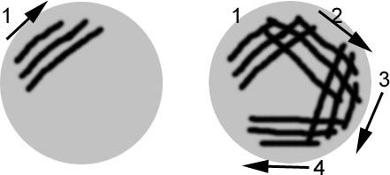 Streaking out bacterial colonies