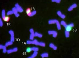 Wheat in situ hybridization identifying chromosomes