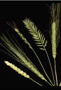 Ears of wheat species