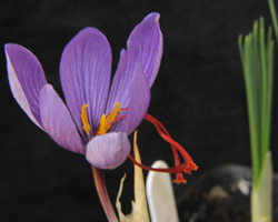 Crocus Saffron Flower with Stigma