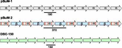 Tandemly repeated Drosophila monomer diagram