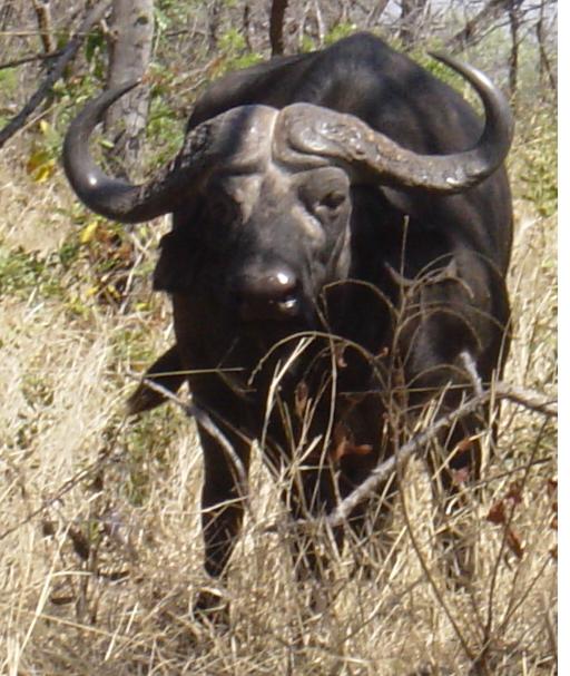 gnu african buffalo