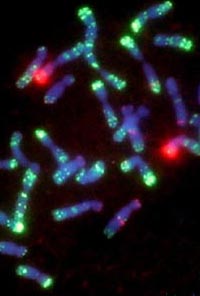 Chromosomes with in situ hybridization