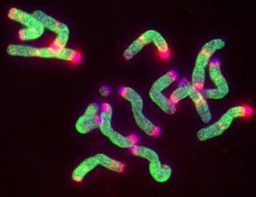 TS_ryemethylation